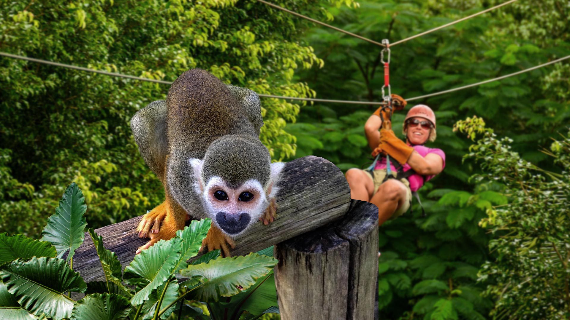 Tour Monkeyland y Zipline en Punta Cana